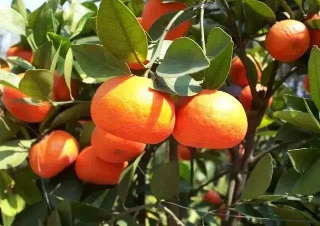 ky开元·(中国)集团官网